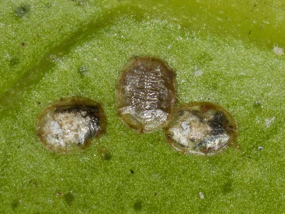 Aleyrodidae?